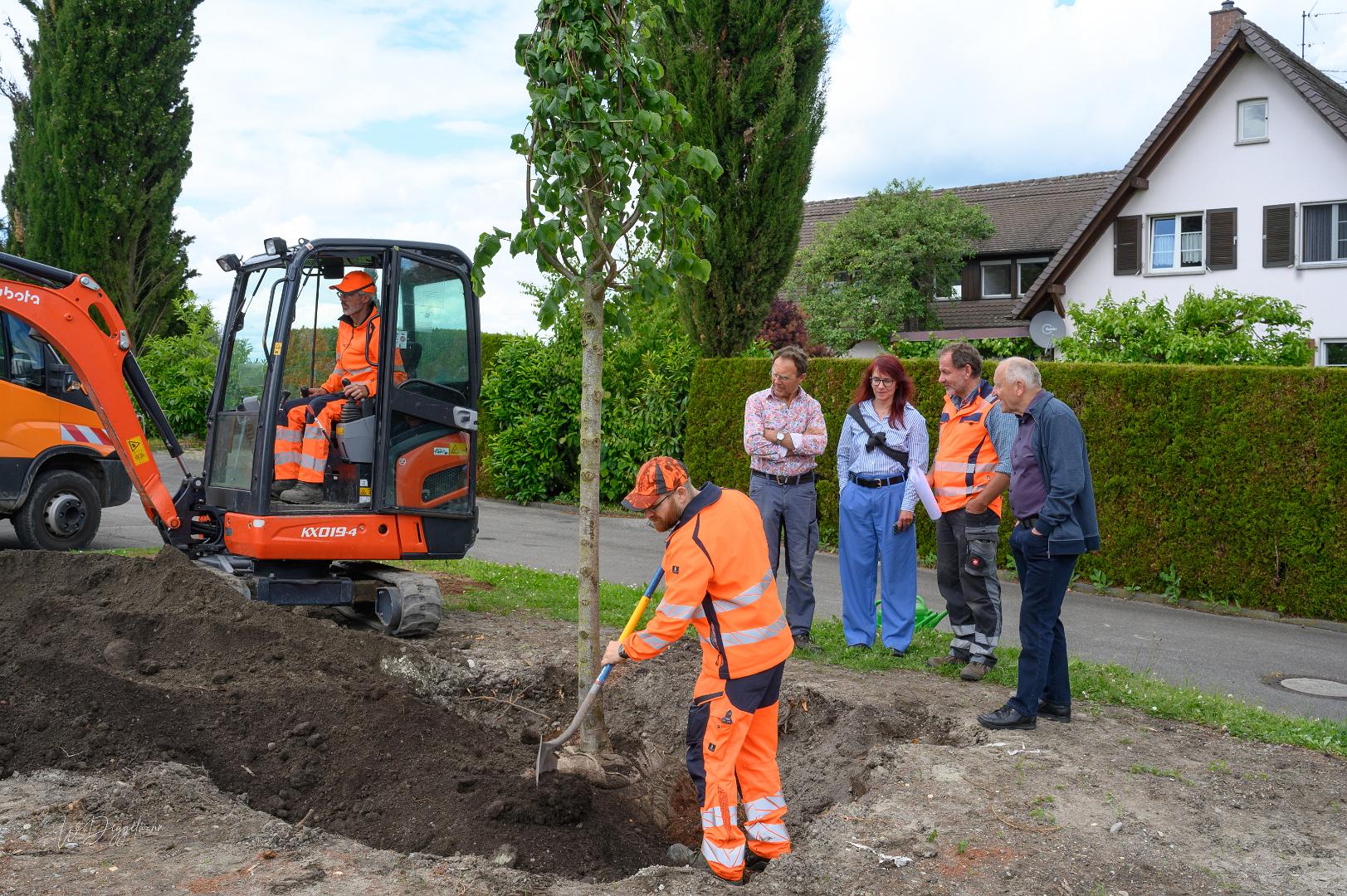 Reichenau 1300 Linde Latschariplatz Deggelmann-7287