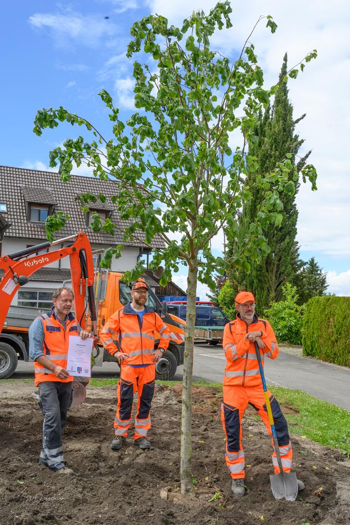 Reichenau 1300 Linde Latschariplatz Deggelmann-7299