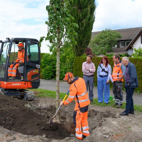 Reichenau 1300 Linde Latschariplatz Deggelmann-7287