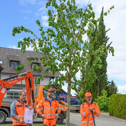 Reichenau 1300 Linde Latschariplatz Deggelmann-7299