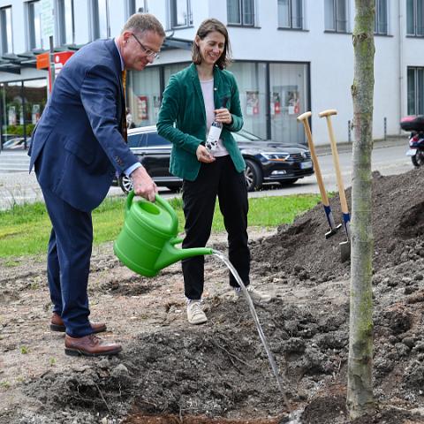 Reichenau 1300 Linde Latschariplatz Koch-1